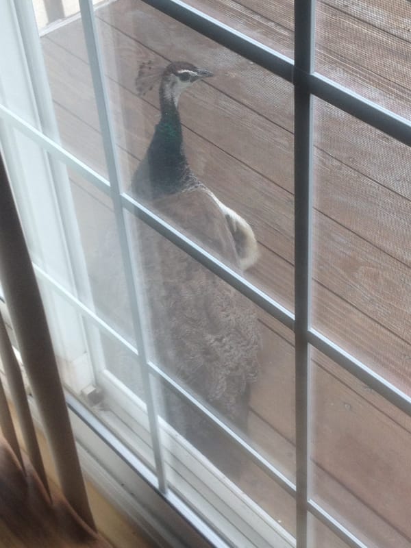 A random female peacock on our deck